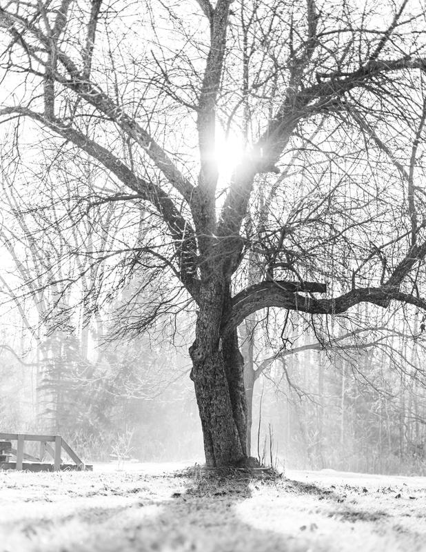 Family Tree